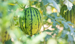 娱乐圈吃瓜最好的地方,揭秘吃瓜圣地，一网打尽热门事件